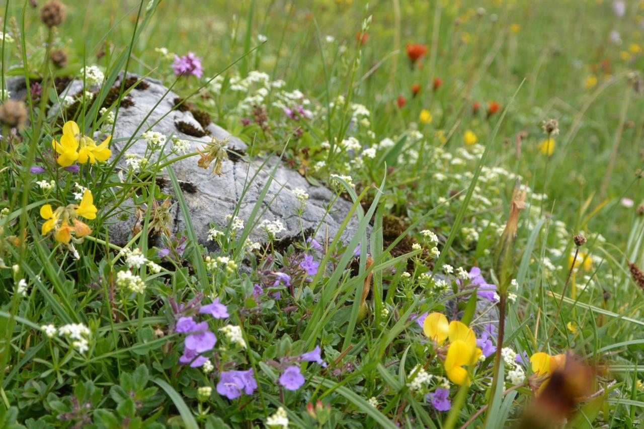 Gloesalm Appartement Ramsau am Dachstein Buitenkant foto
